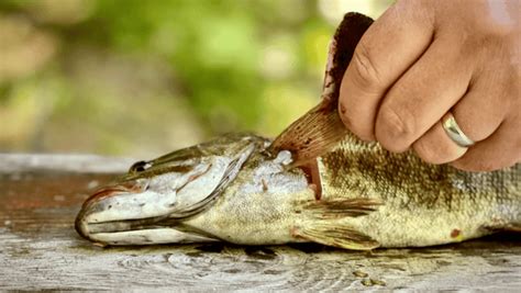 how to clean a fish|Easy Guide: How To Clean A Fish Safely & Quickly.